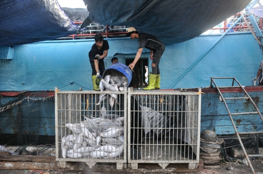 KKP Target Ekspor Perikanan Indonesia 2023 Tembus USD 7,66 M