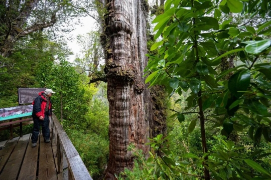 Ini Pohon Tertua di Dunia, Berumur Lebih dari 5.000 Tahun