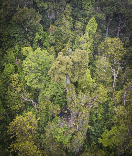 Ini Pohon Tertua di Dunia, Berumur Lebih dari 5.000 Tahun