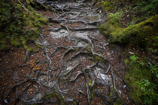 Ini Pohon Tertua di Dunia, Berumur Lebih dari 5.000 Tahun