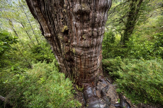 Ini Pohon Tertua di Dunia, Berumur Lebih dari 5.000 Tahun