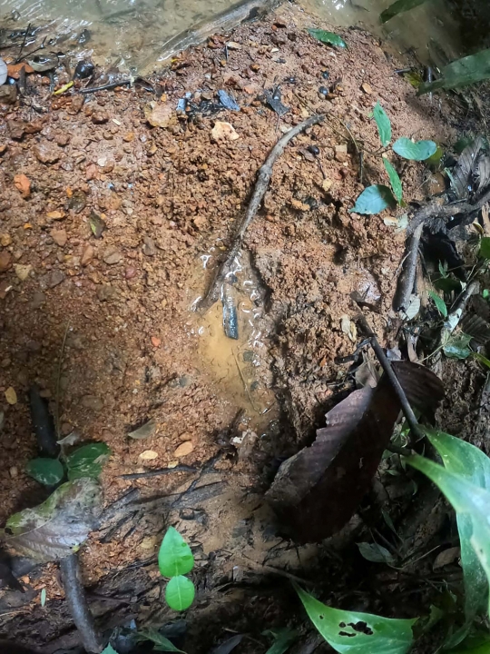 Misteri Nasib Anak-Anak Korban Pesawat Jatuh di Hutan Amazon, Sudah Dua Minggu Hilang