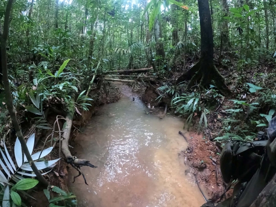 Misteri Nasib Anak-Anak Korban Pesawat Jatuh di Hutan Amazon, Sudah Dua Minggu Hilang