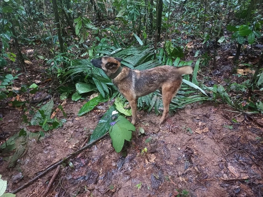 Misteri Nasib Anak-Anak Korban Pesawat Jatuh di Hutan Amazon, Sudah Dua Minggu Hilang