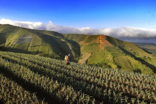 Bikin Adem, Begini Indahnya Kebung Terasering Panyaweuyan di Majalengka