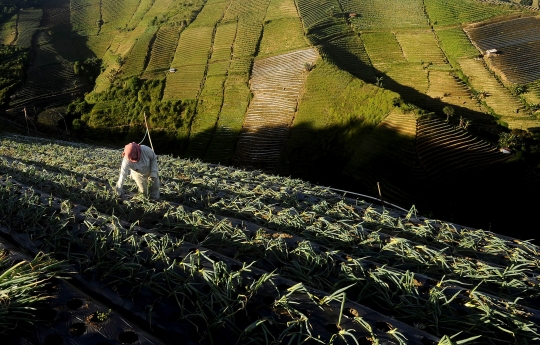 Bikin Adem, Begini Indahnya Kebung Terasering Panyaweuyan di Majalengka