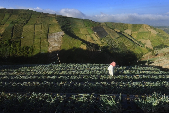 Bikin Adem, Begini Indahnya Kebung Terasering Panyaweuyan di Majalengka