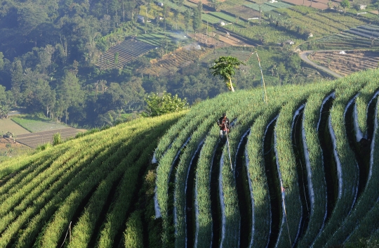 Bikin Adem, Begini Indahnya Kebung Terasering Panyaweuyan di Majalengka