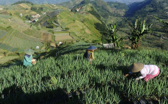 Bikin Adem, Begini Indahnya Kebung Terasering Panyaweuyan di Majalengka