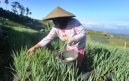 Petani Keluhkan Pupuk Makin Mahal dan Sulit Didapat