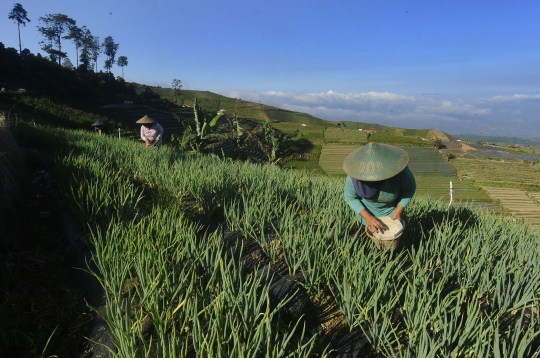 Petani Keluhkan Pupuk Makin Mahal dan Sulit Didapat