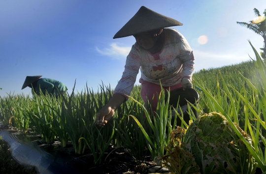 Petani Keluhkan Pupuk Makin Mahal dan Sulit Didapat