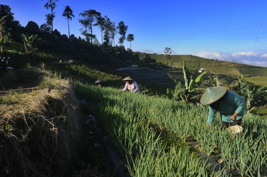 Petani Keluhkan Pupuk Makin Mahal dan Sulit Didapat