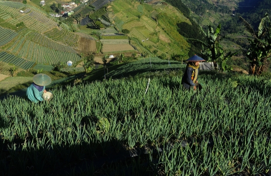 Petani Keluhkan Pupuk Makin Mahal dan Sulit Didapat