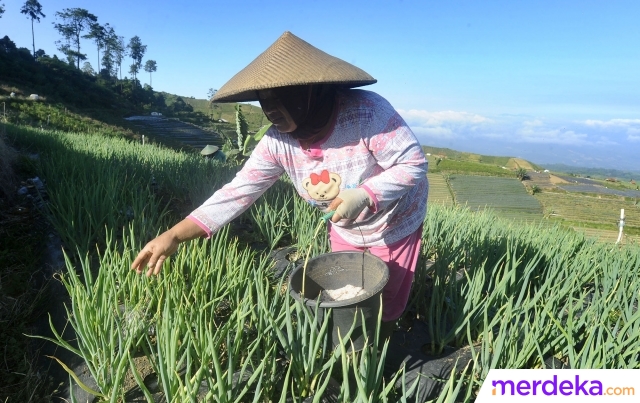 Foto : Petani Keluhkan Pupuk Makin Mahal Dan Sulit Didapat | Merdeka.com