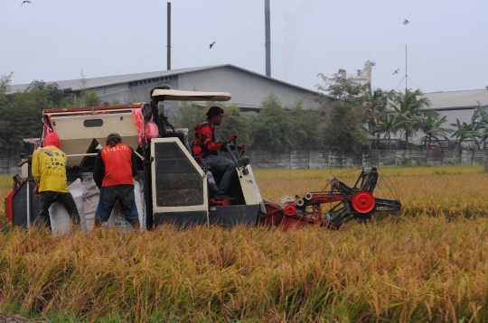 April 2023, Harga Gabah Kembali Menguat