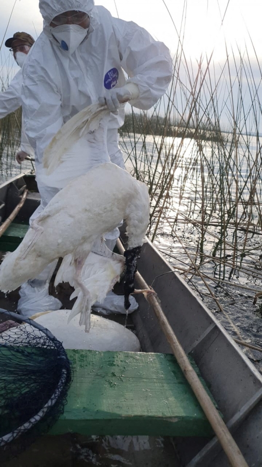 Wabah Flu Burung, Angsa Leher Hitam Mati Berserakan di Brasil