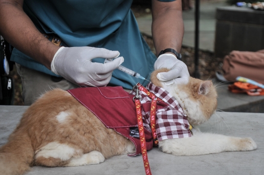 Sudin KPKP Jakarta Selatan Gelar Vaksin Rabies Gratis untuk Cegah Penyakit Menular