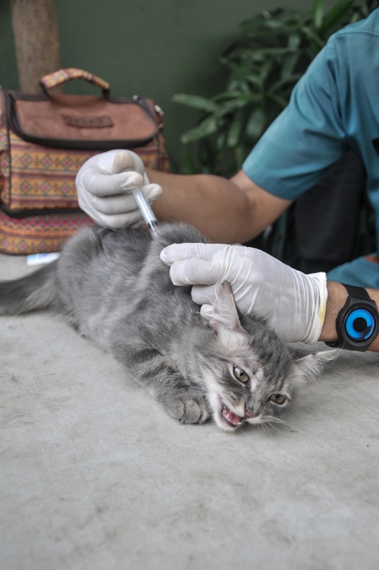 Sudin KPKP Jakarta Selatan Gelar Vaksin Rabies Gratis untuk Cegah Penyakit Menular