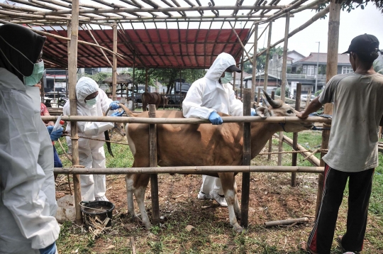 Jelang Iduladha, Pemeriksaan Kesehatan Hewan Kurban Digencarkan