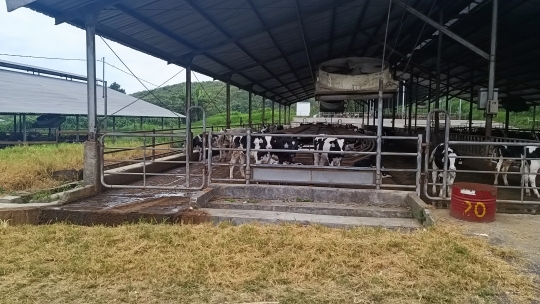 Menengok Peternakan Sapi Terbesar di Asia Tenggara di Gunung Kawi, Malang