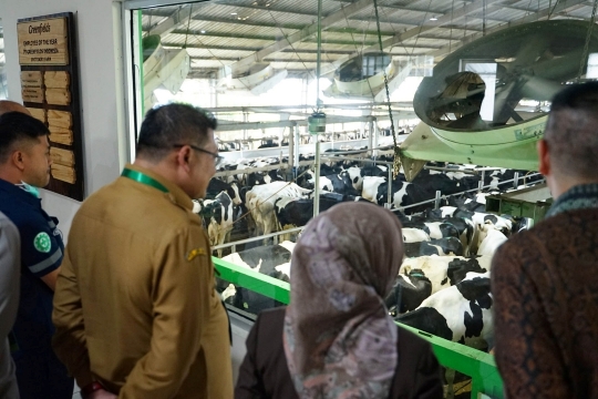 Menengok Peternakan Sapi Terbesar di Asia Tenggara di Gunung Kawi, Malang