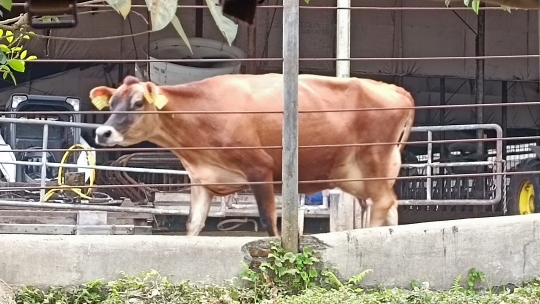 Menengok Peternakan Sapi Terbesar di Asia Tenggara di Gunung Kawi, Malang