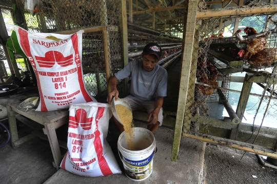 Mahalnya Biaya Pakan Picu Kenaikan Harga Telur Ayam