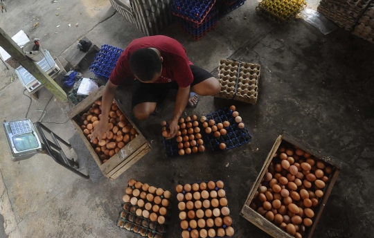Mahalnya Biaya Pakan Picu Kenaikan Harga Telur Ayam