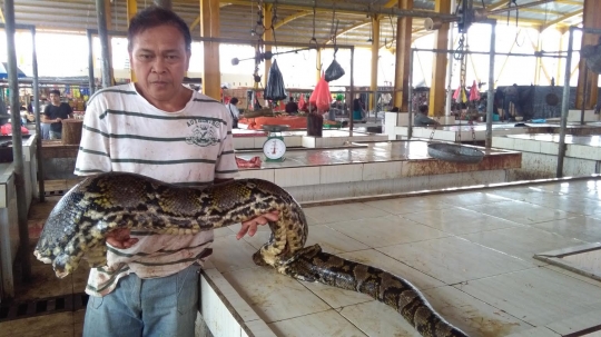 Ekstremnya Pasar Tomohon, Daging Ular Terfavorit Paling Laris Diburu Warga