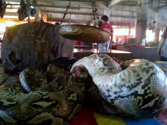 Ekstremnya Pasar Tomohon, Daging Ular Terfavorit Paling Laris Diburu Warga