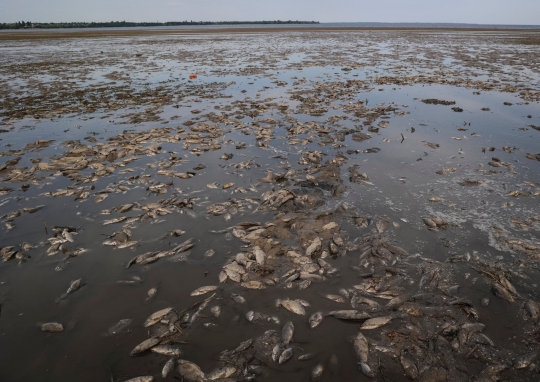 Penampakan Ikan-Ikan Mati di Dasar Waduk Kakhovka Terkuras Habis usai Serangan Rusia