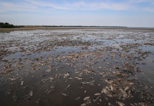 Penampakan Ikan-Ikan Mati di Dasar Waduk Kakhovka Terkuras Habis usai Serangan Rusia