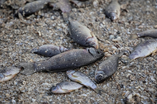 Penampakan Ikan-Ikan Mati di Dasar Waduk Kakhovka Terkuras Habis usai Serangan Rusia