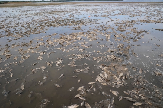 Penampakan Ikan-Ikan Mati di Dasar Waduk Kakhovka Terkuras Habis usai Serangan Rusia