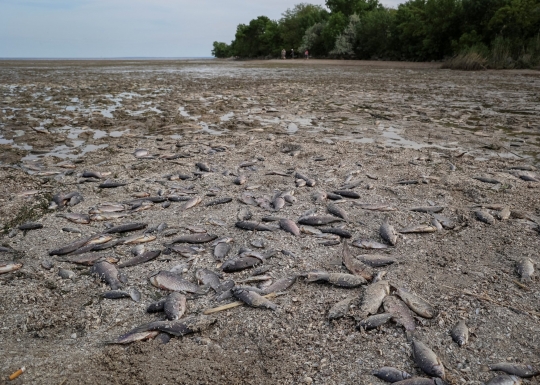 Penampakan Ikan-Ikan Mati di Dasar Waduk Kakhovka Terkuras Habis usai Serangan Rusia