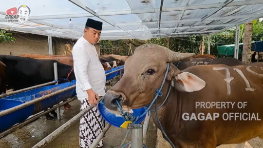 Sepi Job, Aziz Gagap Buka Lapak Jualan Sapi & Kambing untuk Kurban