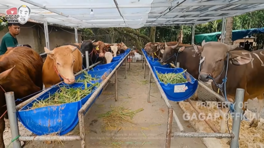 Sepi Job, Aziz Gagap Buka Lapak Jualan Sapi & Kambing untuk Kurban