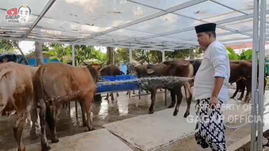 Sepi Job, Aziz Gagap Buka Lapak Jualan Sapi & Kambing untuk Kurban