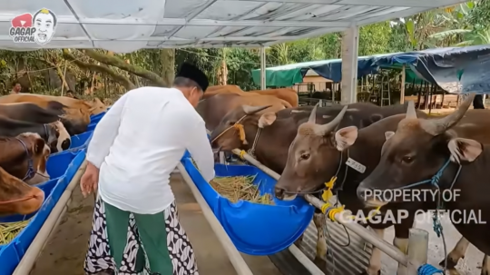 Sepi Job, Aziz Gagap Buka Lapak Jualan Sapi & Kambing untuk Kurban