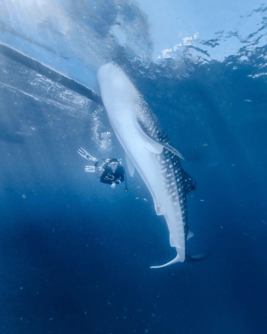 6 Potret Keseruan Naysilla Mirdad Diving di Gorontalo, Bertemu Whale Shark