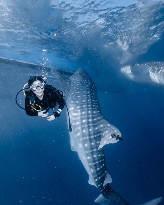 6 Potret Keseruan Naysilla Mirdad Diving di Gorontalo, Bertemu Whale Shark