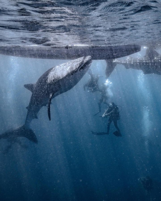 6 Potret Keseruan Naysilla Mirdad Diving di Gorontalo, Bertemu Whale Shark