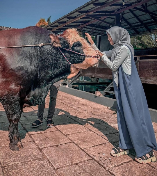 Rela Jauh-jauh ke Jogja, Potret Ria Ricis Bareng Sapi Kurban Berukuran Jumbo