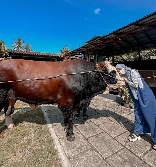 Rela Jauh-jauh ke Jogja, Potret Ria Ricis Bareng Sapi Kurban Berukuran Jumbo