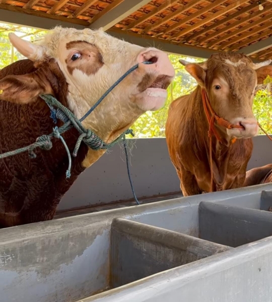 Rela Jauh-jauh ke Jogja, Potret Ria Ricis Bareng Sapi Kurban Berukuran Jumbo