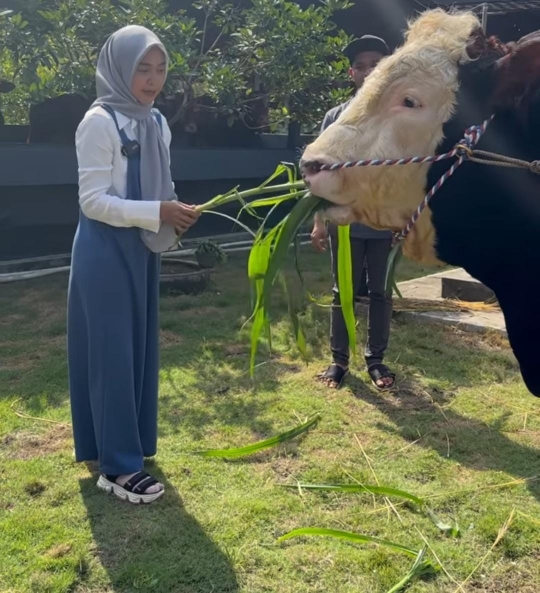 Rela Jauh-jauh ke Jogja, Potret Ria Ricis Bareng Sapi Kurban Berukuran Jumbo