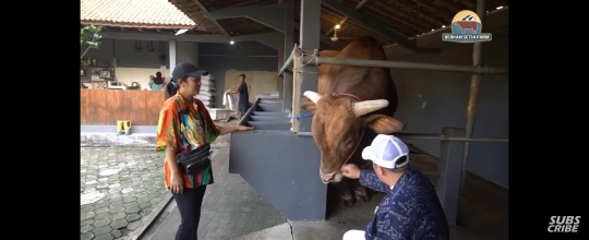 Soimah Teriak-teriak Histeris Dijilat Seekor Sapi 'Kau Lancang'