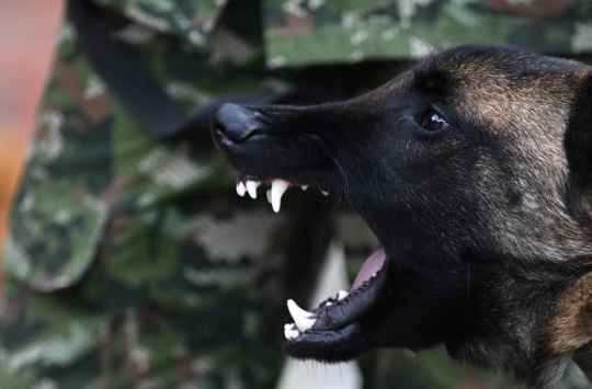 Militer Kolombia Latih 2.500 Anjing Jadi Tentara Pasukan Khusus
