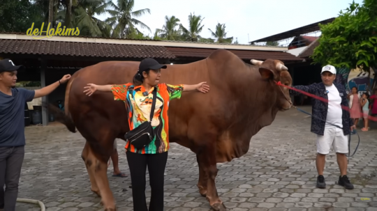 6 Potret Wariso, Sapi Kurban Irfan Hakim dengan Bobot Lebih dari 1 Ton!